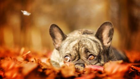 French bulldog wallpaper