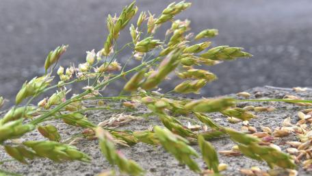 Delicate Greenery in Nature's Embrace wallpaper