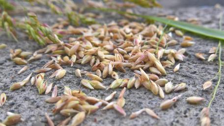 Seeds on the ground wallpaper