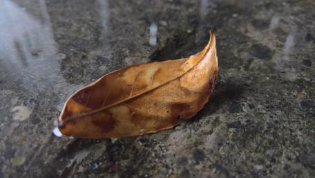 Autumn leaf wallpaper