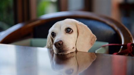 Cute dog puppy wallpaper