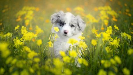Border Collie puppy wallpaper