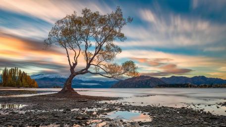 Wanaka's lone willow wallpaper