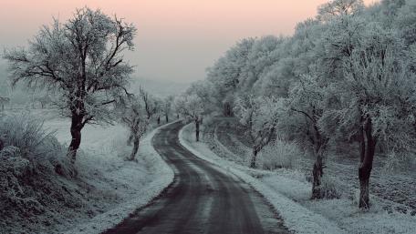 Hoary trees along the road wallpaper