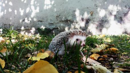 Beautiful Hedgehog wallpaper