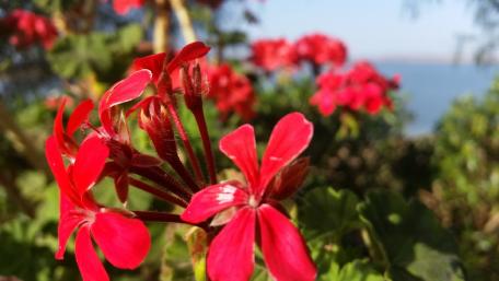 Some flowers for you... wallpaper