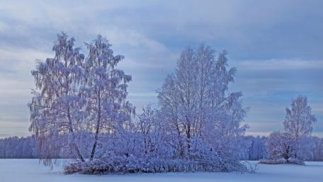 Winter snow wallpaper