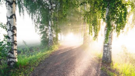 Morning sunlight among the birch trees wallpaper