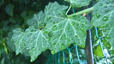Vibrant Green Leaves with Raindrops Stunning Nature Wallpaper wallpaper