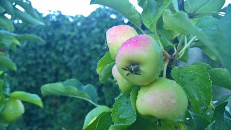Fresh Apples on a Tree with Raindrops in 4K Quality wallpaper