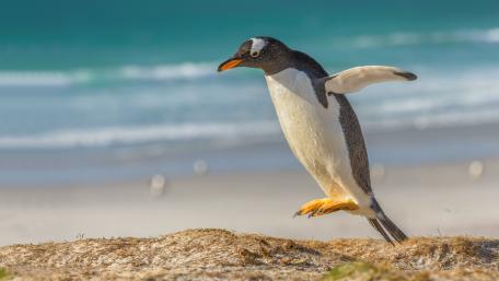 Jumping Penguin wallpaper