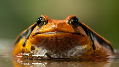 Tomato frog wallpaper