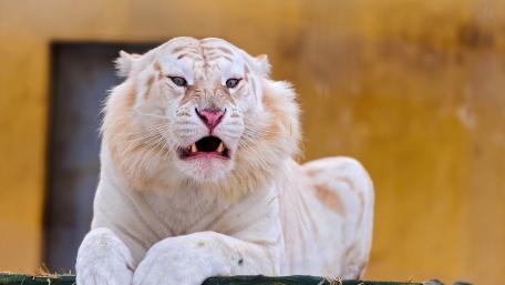 White tiger wallpaper