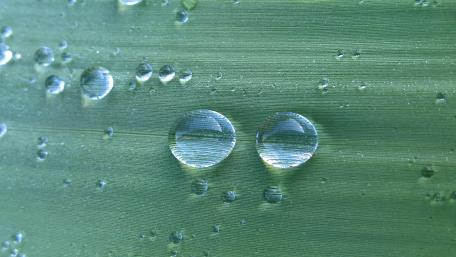 Refreshing Dew on Green Leaves Wallpaper wallpaper