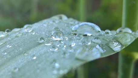 Crystal Clear Nature's Beauty on a Leaf wallpaper