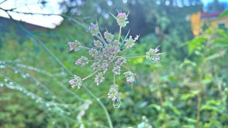 Delicate Blossom in Morning Dew wallpaper