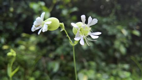 Delicate White Flowers in Nature's Embrace wallpaper