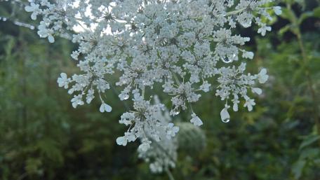 Delicate White Flower with Dew Drops in Nature Scene wallpaper