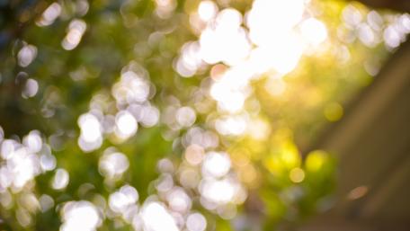 Sunkissed leaves wallpaper
