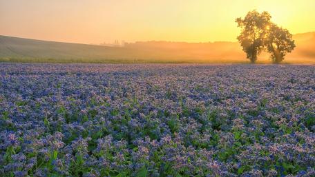 Flower carpet wallpaper