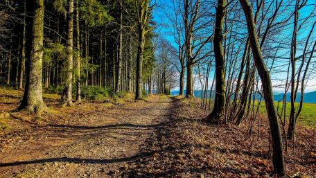 Dirt road along the forest wallpaper