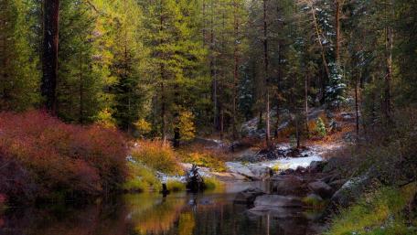 Autumn forest creek wallpaper