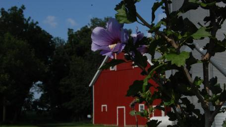 Farm Flower wallpaper