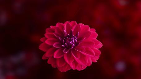 Red Dhalia wallpaper