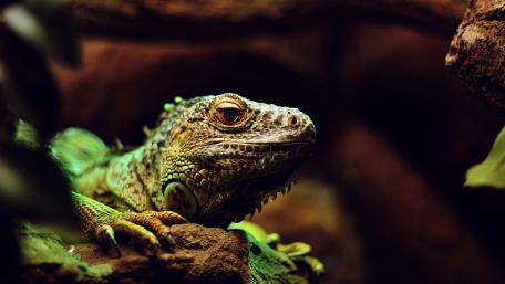 Iguana wallpaper