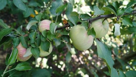 Fresh Apples Hanging on a Branch in Nature's Embrace wallpaper