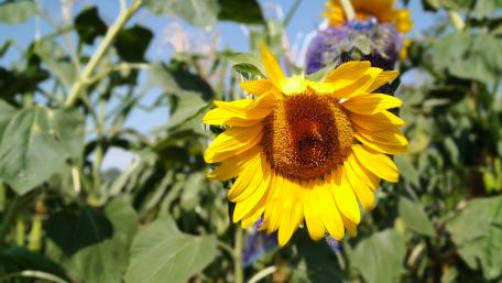 Sunflower Bliss in a Clear Sky wallpaper
