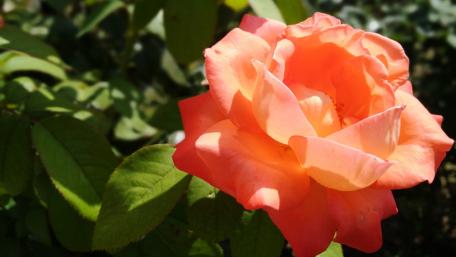 Vibrant Orange Rose Embracing Elegance and Nature's Beauty wallpaper