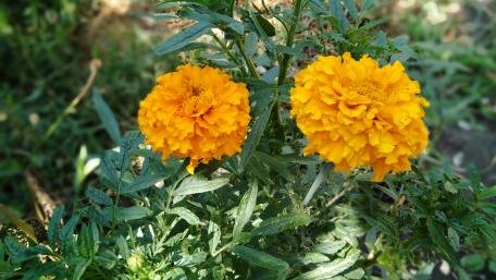 Bright Yellow Marigolds in Full Bloom wallpaper