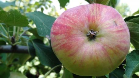 Freshly Ripened Apple on the Tree Amidst Greenery wallpaper