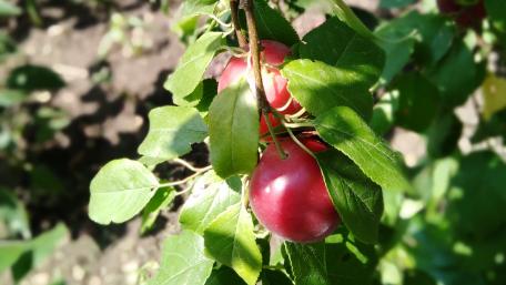 Fresh Red Apples on a Tree Branch wallpaper