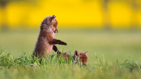 Fox puppy wallpaper