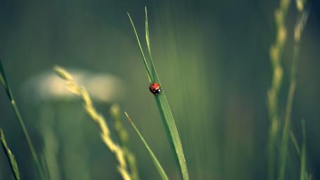 Ladybird wallpaper