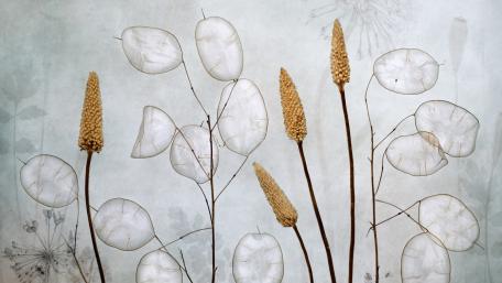 Delicate Harmony of Nature's Elegance wallpaper