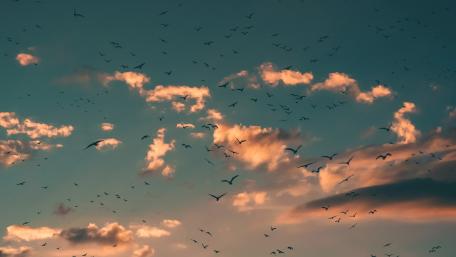 Birds in the sky wallpaper