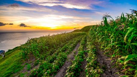 The Perfect Harvest wallpaper