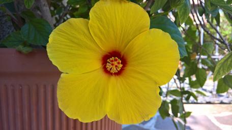 Chinese hibiscus wallpaper