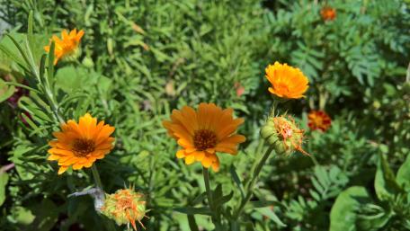 Vibrant Orange Wildflowers in Spring Garden wallpaper