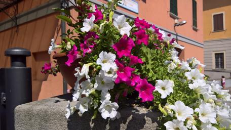 Vibrant Blooms in Full Spring Glory wallpaper