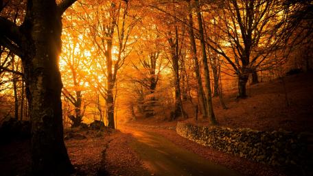 Golden fall forest wallpaper