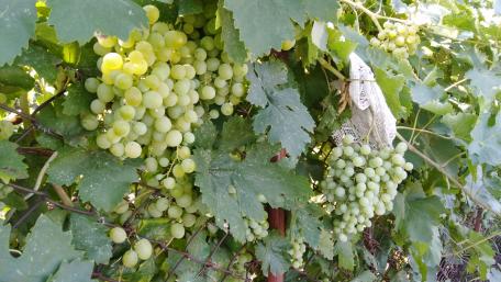 Fresh Green Grapes on a Vine in Close-Up View wallpaper