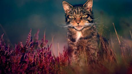 Wild Cat Staring in Natural Habitat wallpaper