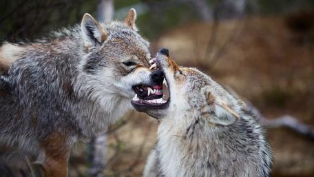 Wolves fighting wallpaper