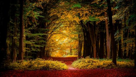 Path in the fall forest wallpaper