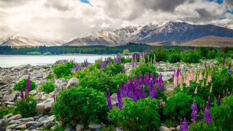 Lupine blossom at Lake Tekapo wallpaper