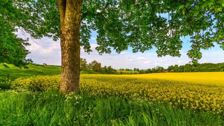 Flowering canola field wallpaper